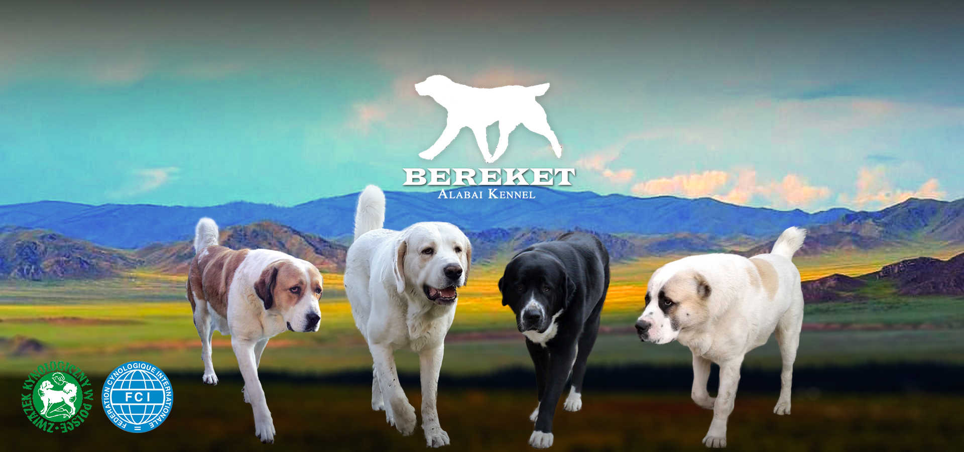 Bereket – hodowla owczarków środkowoazjatyckich